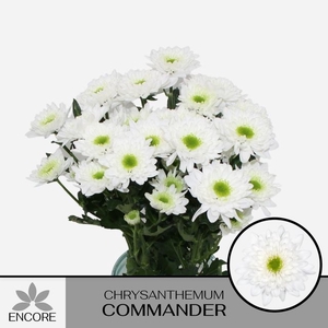 CHR T COMMANDER