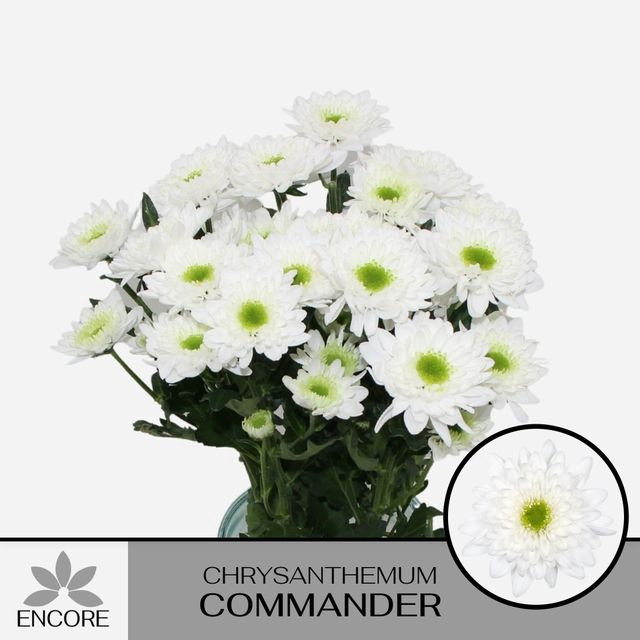 <h4>CHR T COMMANDER</h4>