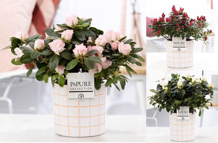 <h4>1st class Azalea mix in P&PURE Tirza ceramics</h4>