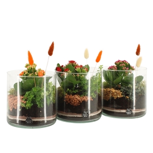 41586: Treasure time arrangement