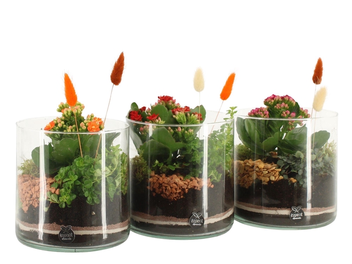 <h4>41586: Treasure time arrangement</h4>