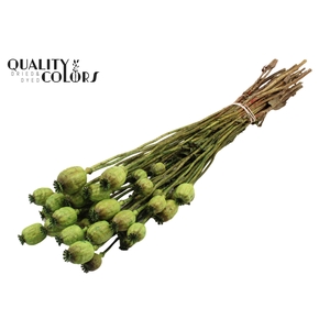 Papaver per bunch Light Green