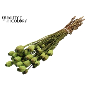 Papaver per bunch Light Green