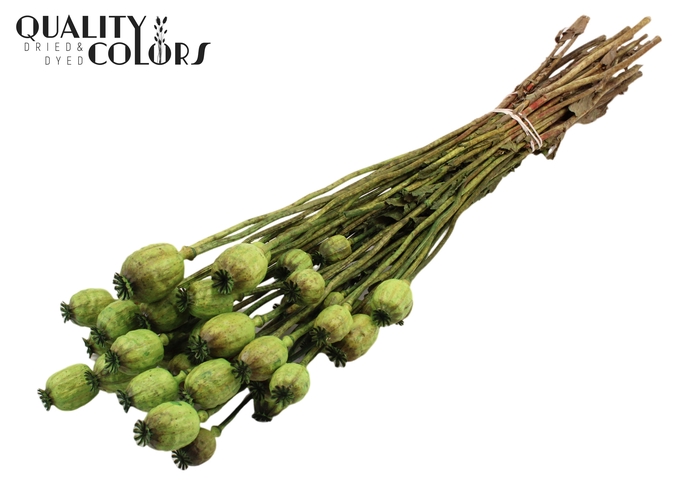 <h4>Papaver per bunch Light Green</h4>