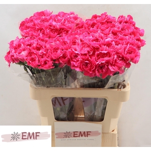 DI ST CHERRY DAMASCUS