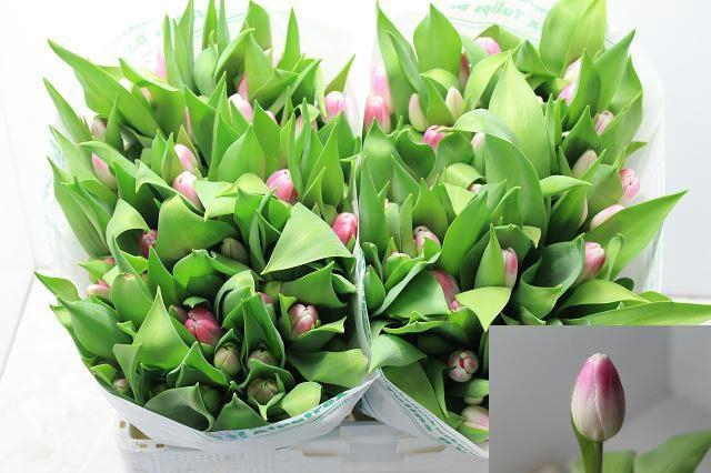 <h4>TU EN FLORENCE</h4>