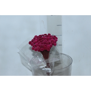PLANTA SECA BOTAO BRANCO DESIDRATADO VERMELHO
