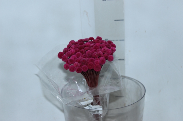 <h4>PLANTA SECA BOTAO BRANCO DESIDRATADO VERMELHO</h4>