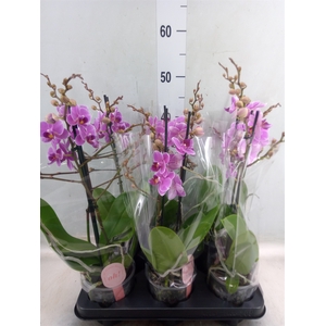 Phalaenopsis multi. 'FC Friday Fli'