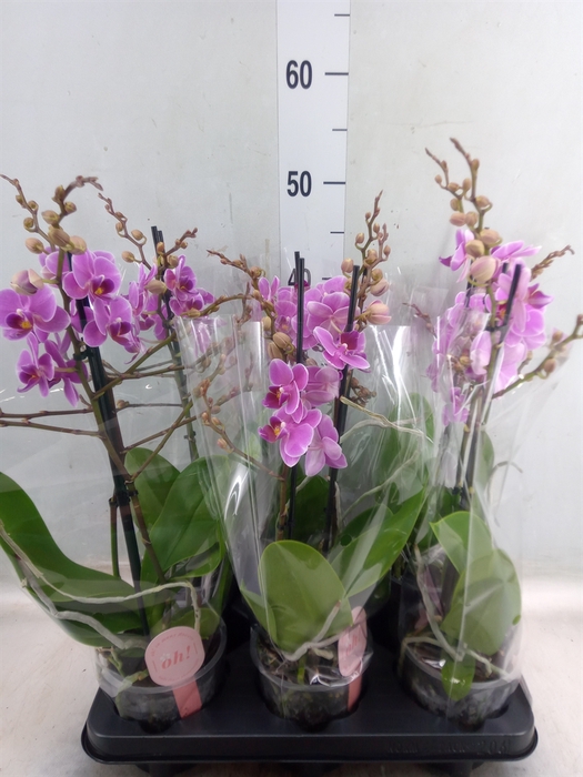 <h4>Phalaenopsis multi. 'FC Friday Fli'</h4>