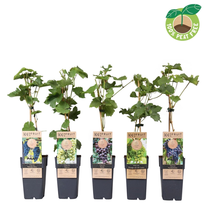 <h4>Vitis vinifera</h4>