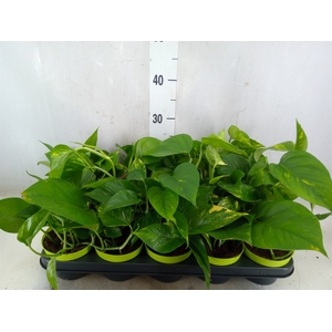 Epipremnum pinn. 'Aureum'