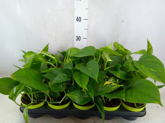 <h4>Epipremnum pinn. 'Aureum'</h4>