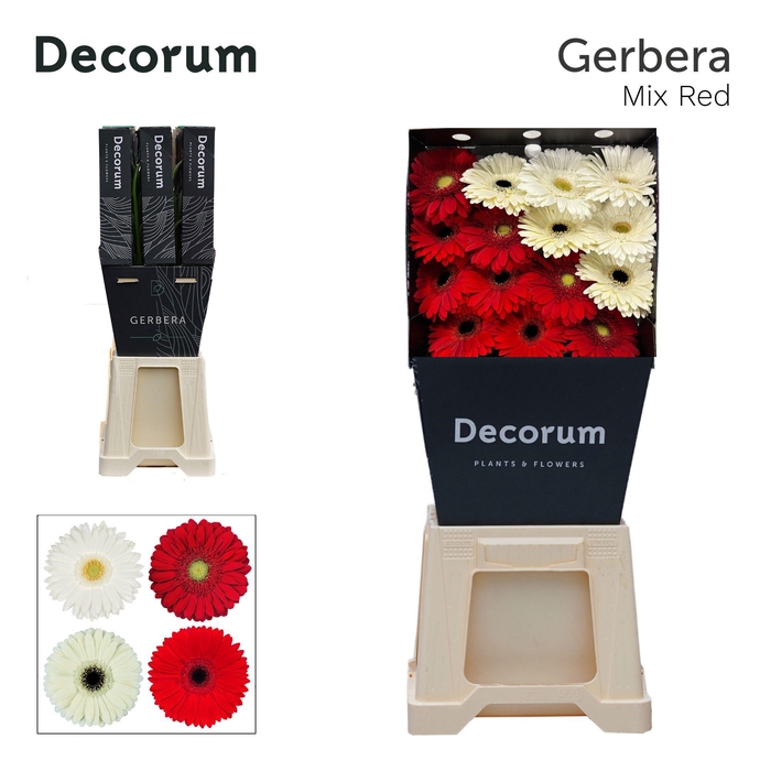 <h4>Gerbera Mix Rood Diamond</h4>