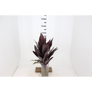 FOLHAGEM DRACENA RUBRA VINHO