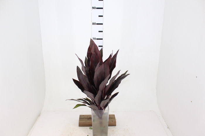 FOLHAGEM DRACENA RUBRA VINHO