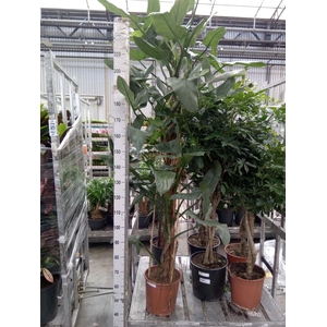 Philodendron  'Silver Queen'