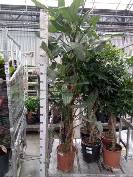 <h4>Philodendron  'Silver Queen'</h4>