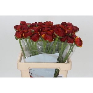 Ranunculus Clooney Vintage
