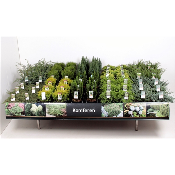 <h4>Tafelconcept Basisassortiment C3 (mix kan afwijken van foto)</h4>