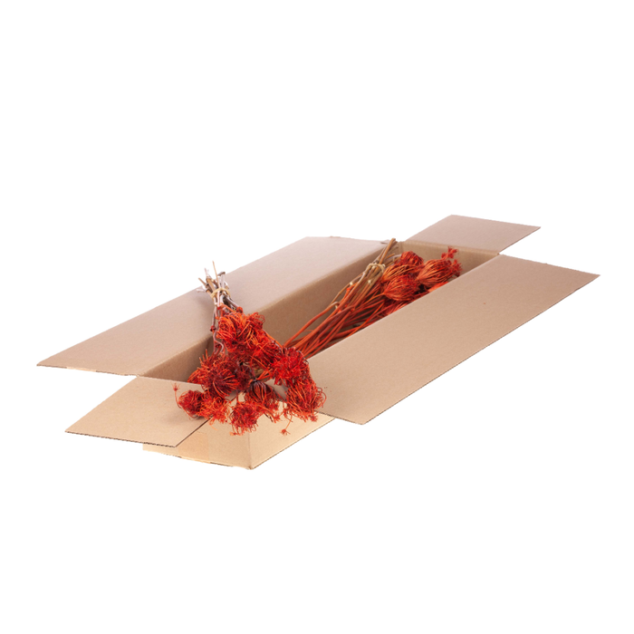 <h4>Ammi Majus Sb Burnt Orange</h4>