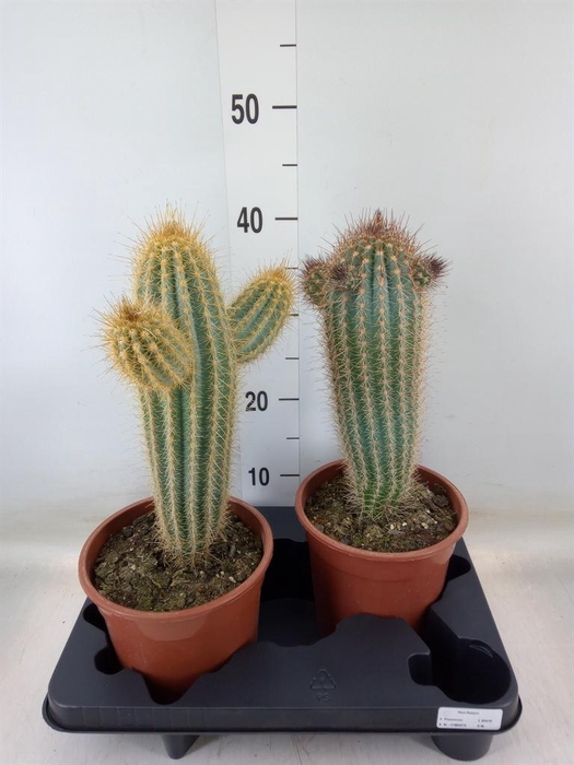 <h4>Cactus   ...</h4>