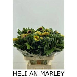 HELI AN MARLEY
