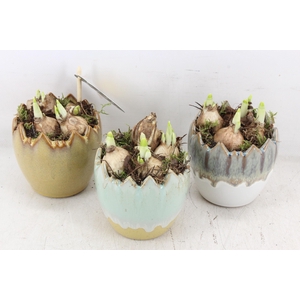 arr4 Narcis MB - Ker. luxe ei 996/6