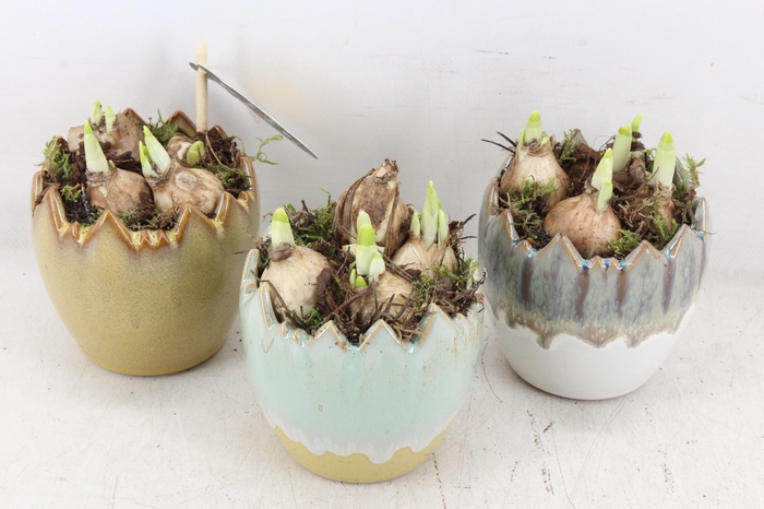 <h4>arr4 Narcis PL - Ker. luxe ei 996/6</h4>