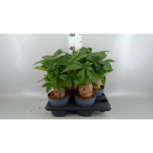 Pachira aquatica