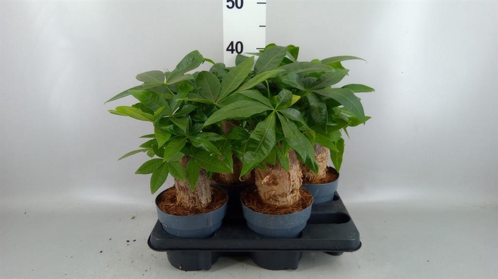 <h4>Pachira aquatica</h4>
