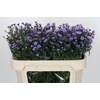 Aster Baby Blue