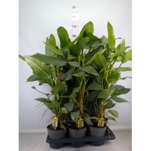 Philodendron  'Silver Queen'