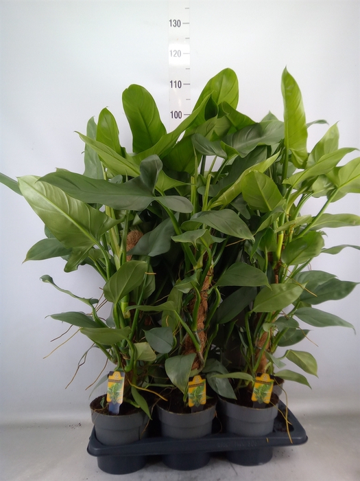 <h4>Philodendron  'Silver Queen'</h4>