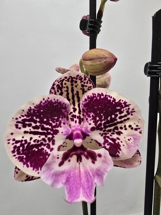 <h4>Limited 41 week 9</h4>