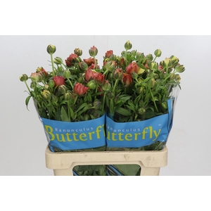 Ranunculus Butterfly Uranus