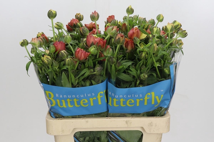 <h4>Ranunculus Butterfly Uranus</h4>