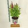 Buddleja Butterfly Candy Gemengd