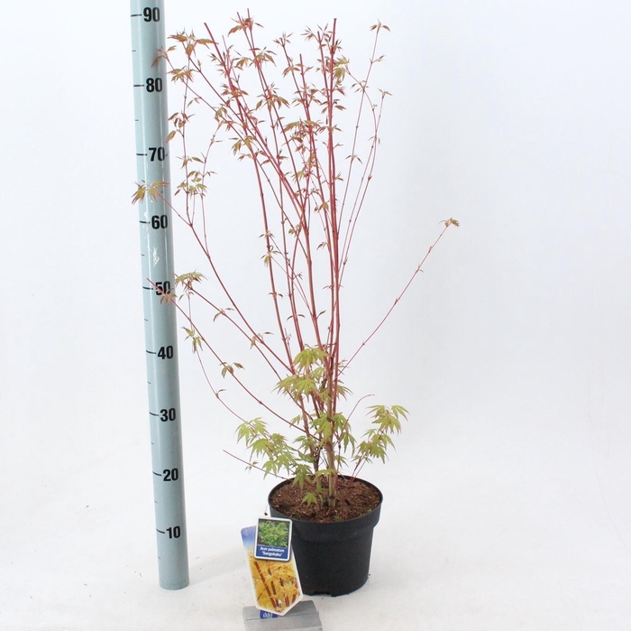 <h4>Acer palmatum Sangokaku</h4>