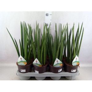 Sansevieria cyl.  ...