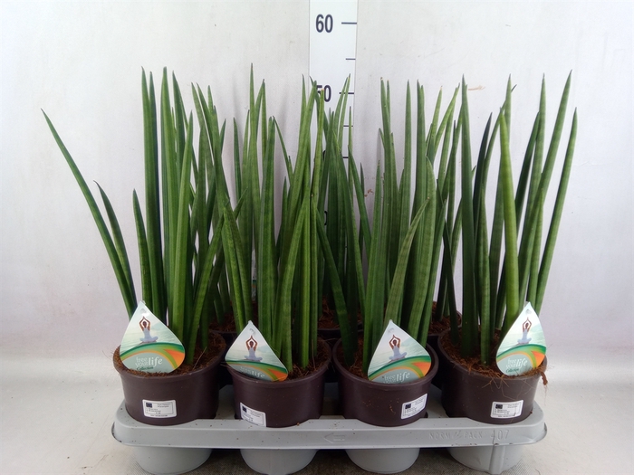 Sansevieria cyl.  ...