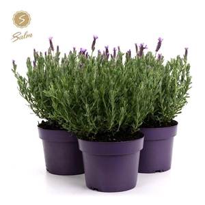 Lavandula st. 'Anouk'® Collection P19