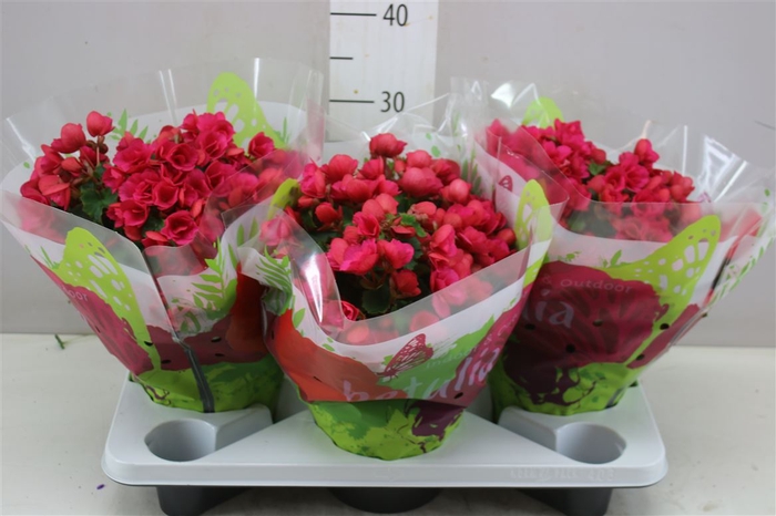 <h4>Begonia En Betulia Pink</h4>