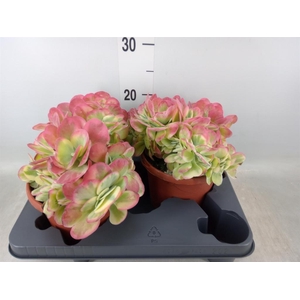 Kalanchoe NF thyrsiflora