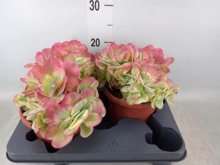 <h4>Kalanchoe NF thyrsiflora</h4>