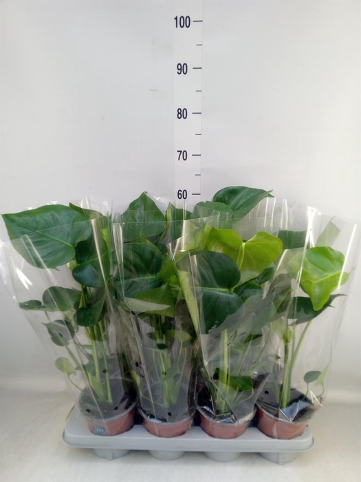 <h4>Monstera delic.</h4>