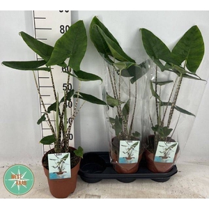 Alocasia Zebrina 19Ø 80cm 2pp
