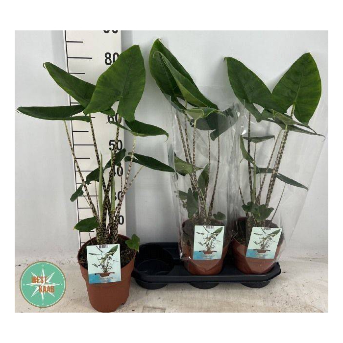 <h4>Alocasia Zebrina 19Ø 80cm 2pp</h4>