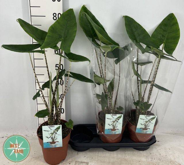 Alocasia Zebrina 19Ø 80cm 2pp