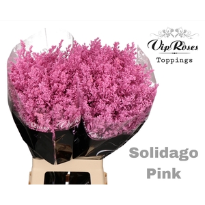 SOLIDAGO PINK